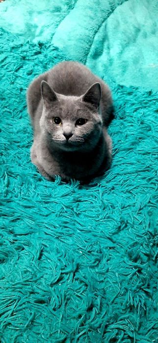 шотландская вислоухая котята (скоттиш-фолд)