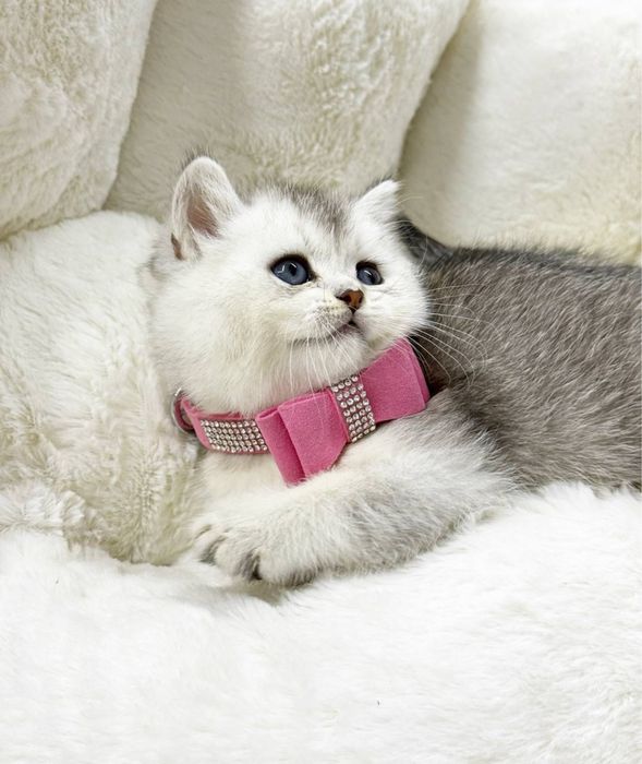 Шотландская серебристая шиншилла