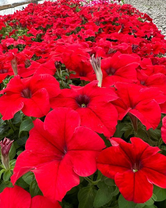 Петуния рассада цветов