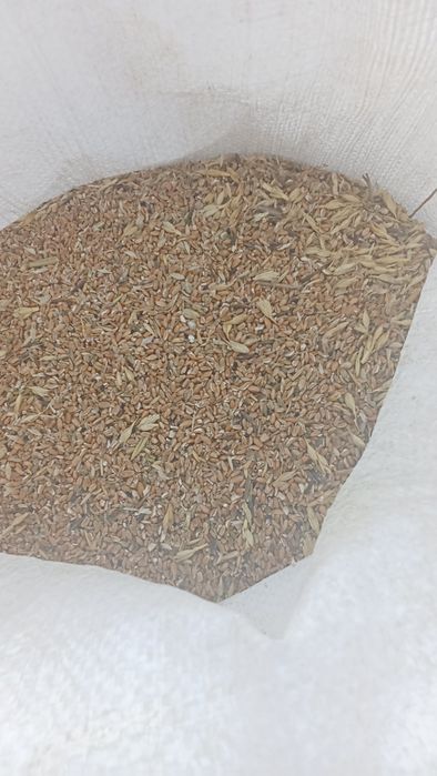 Зерноотходы пшеничные