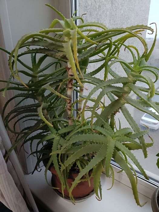 Растения, алоэ 5 летние