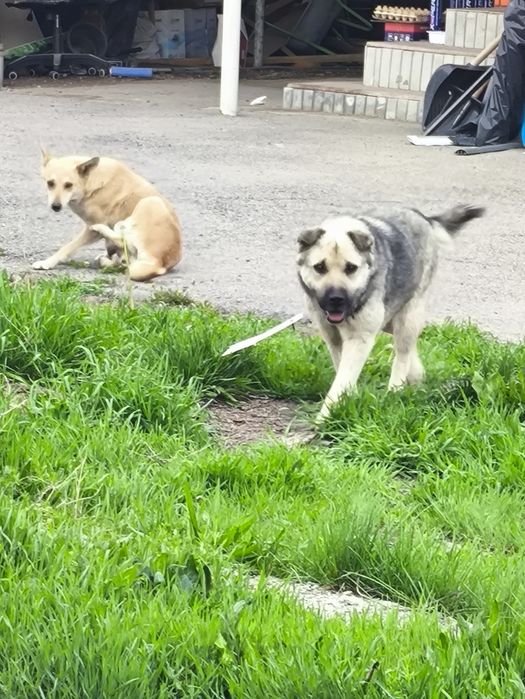 Молодой пёс бесплатно