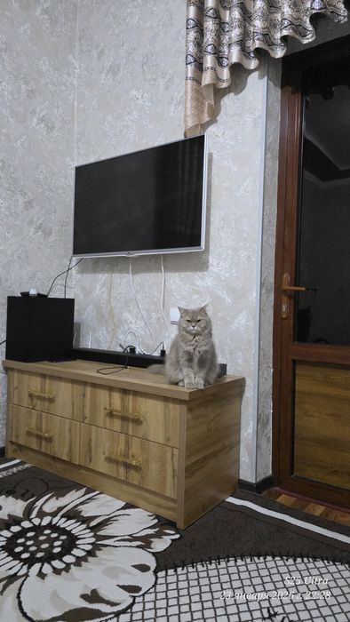 Продаётся Хейланд фолд британский  кошка