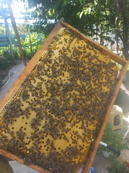 Записвам за пчелни отводки