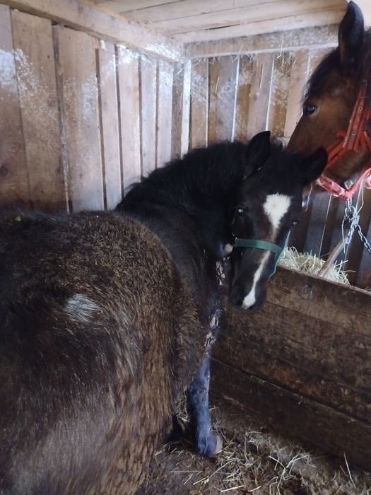 Mânz, 6 luni de vânzare