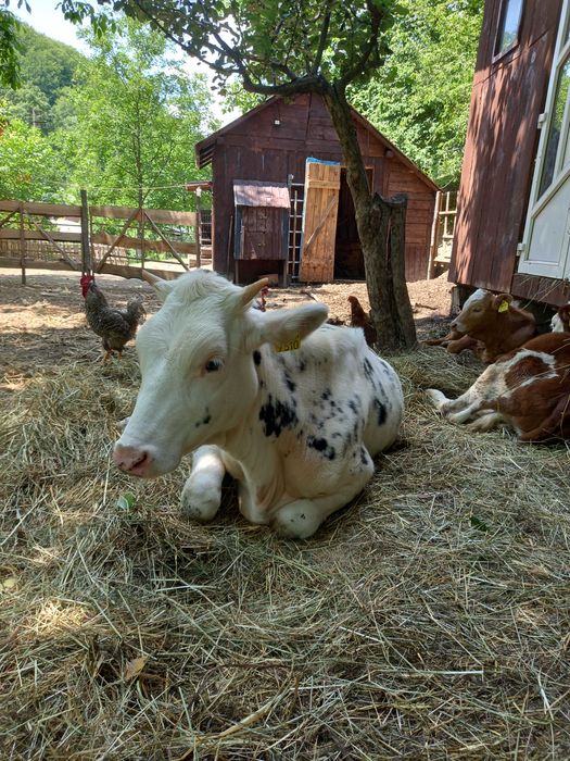 Vitea Holstein originala