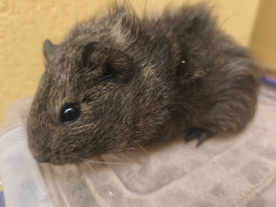 Vând purceluși de Guineea