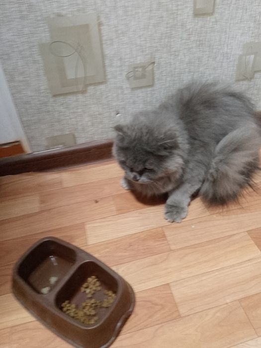 Британский скотиш