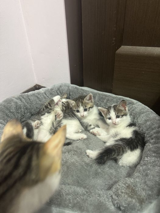 Отдам котят бесплатно, 1 мес.