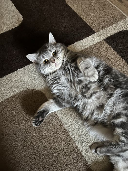 Вязка мраморный кот