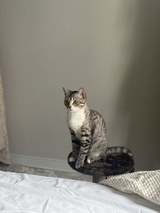 Отдам кошку бесплатно