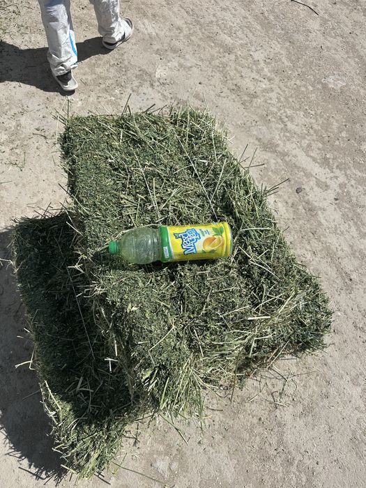 Люцерна оптом и в розницу