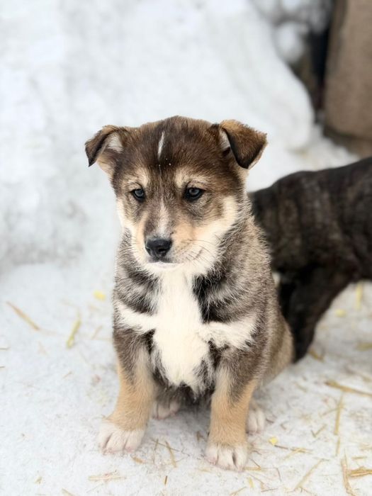 Отдам бесплатно щенков