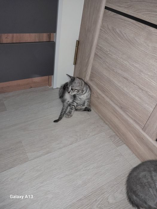 Отдам котят в добрые руки