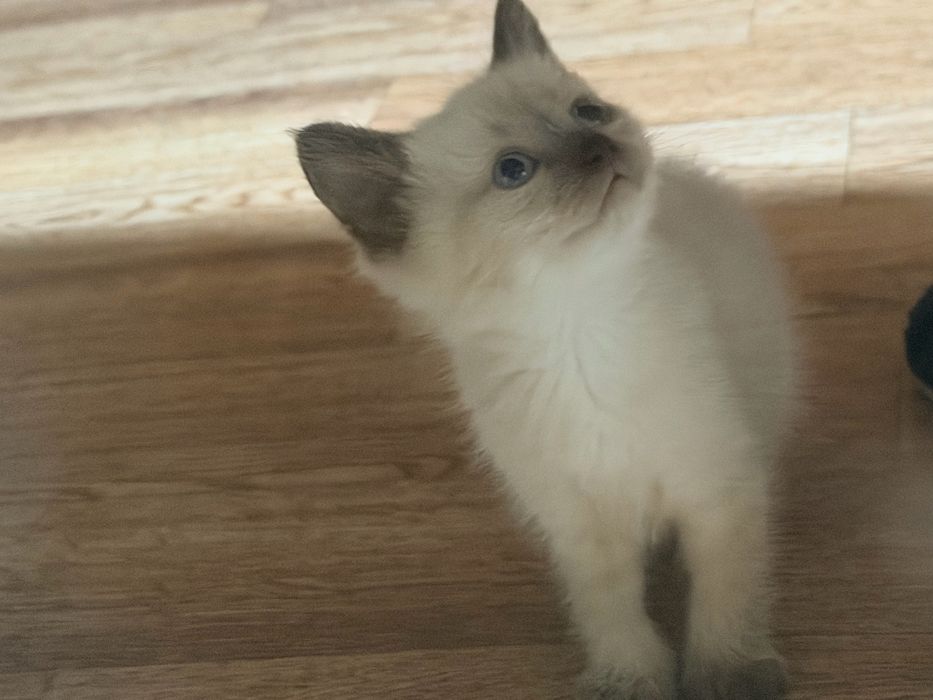 Отдам красивых котят