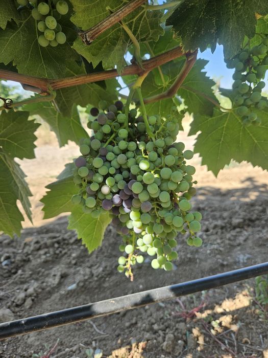 Vand Struguri Merlot si Negru de Drăgășani
