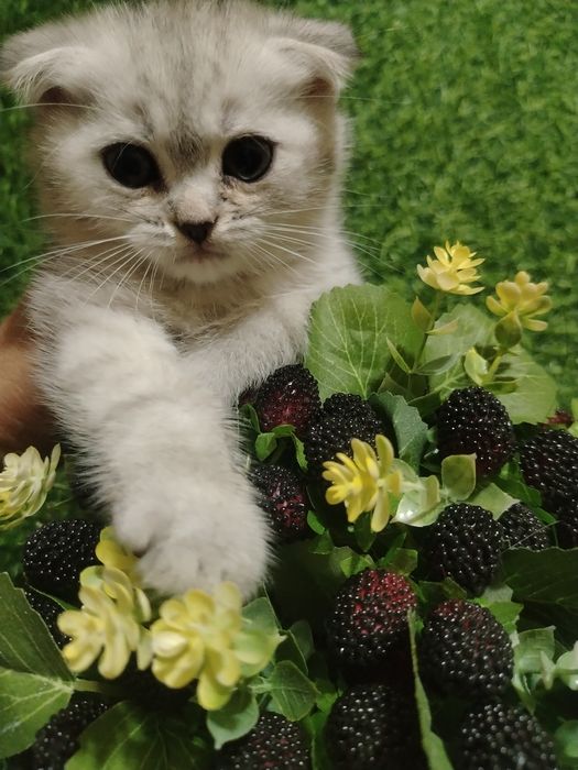 Продаются серебристые шиншиллы. Котята скотиш фолд и страйт.