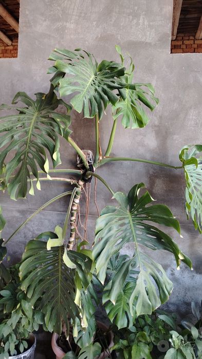 Monstera guli sotiladi