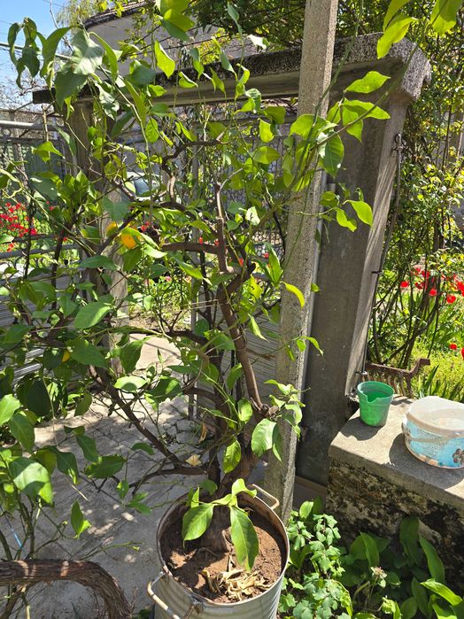 Голямо лимоново дърво