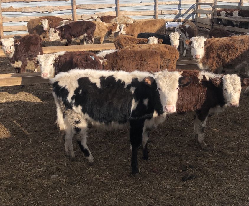 20 бас ұрғашы 10-11 айлық торпақтар сатылады