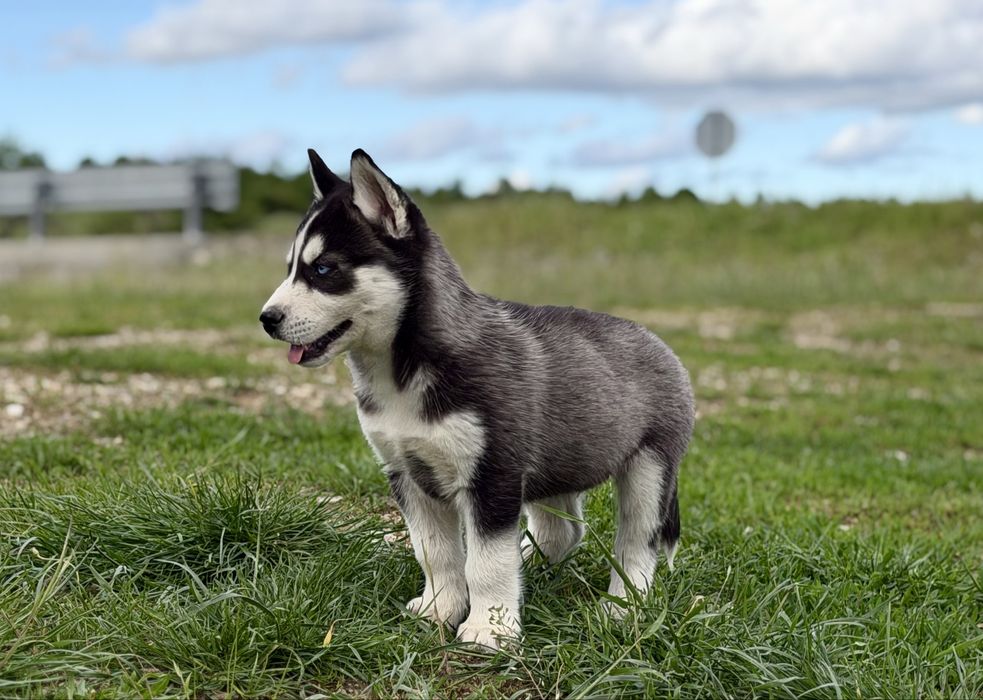 Femela husky siberian!