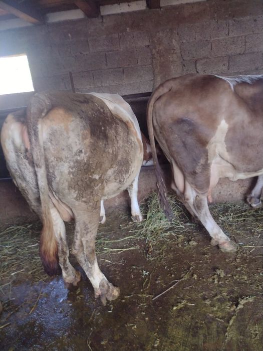 Vând 6 vaci de lapte unele sunt gestante