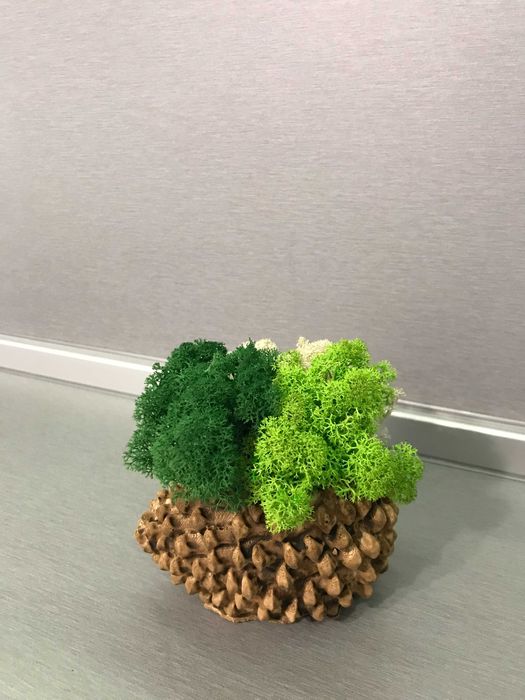 КАШПА "РАПАН" със скандинавски мъх