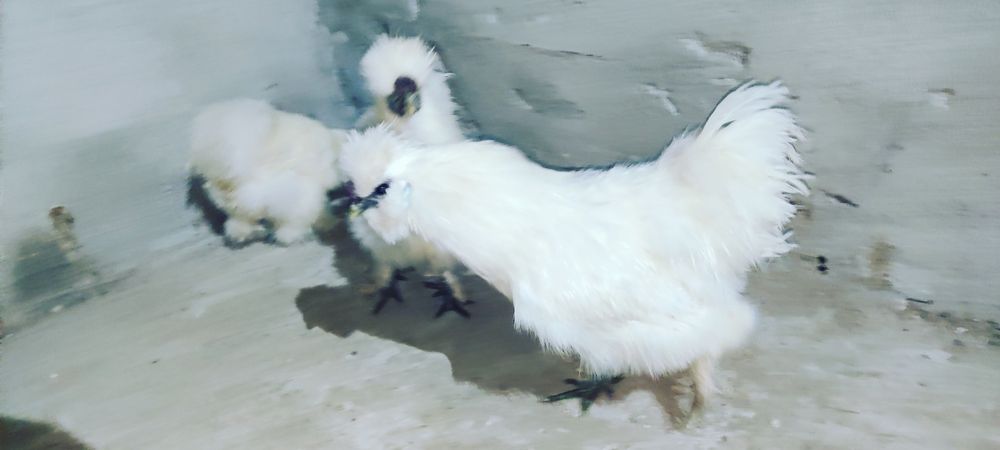 Cocosi de Matasevand sau  schimb