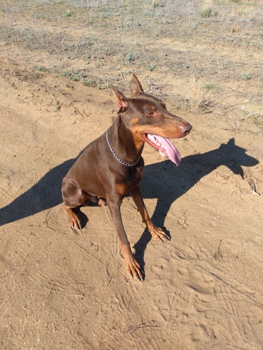 Вязка кабель доберман