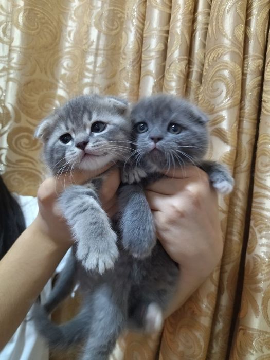 Котята вислоухие