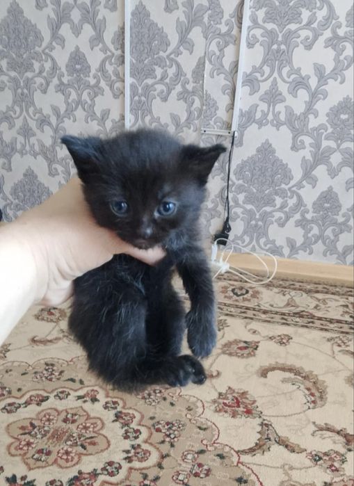 Котята породистые