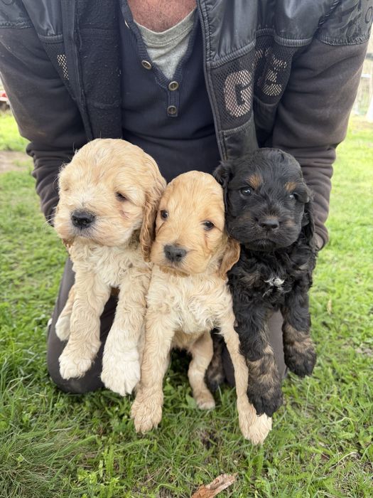 Лагото Романьоло