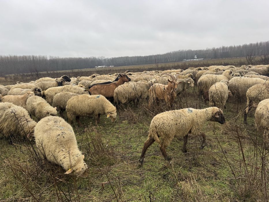 Vand oi pe ales sau la rand