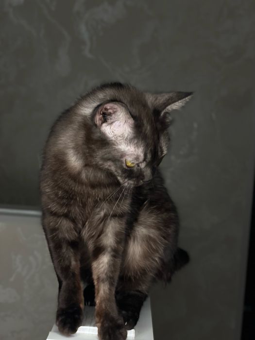 Кошечка ищет любящую семью