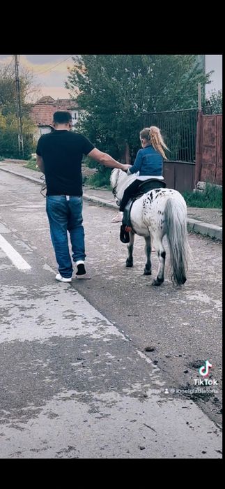 De vanzare poneu castrat de 7 ani fff bland invatat cu copiii garantat  la trasura si calarie  talie mica mai multe det la tel