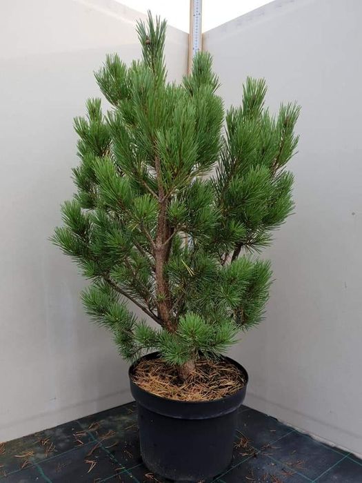 Plante decorative