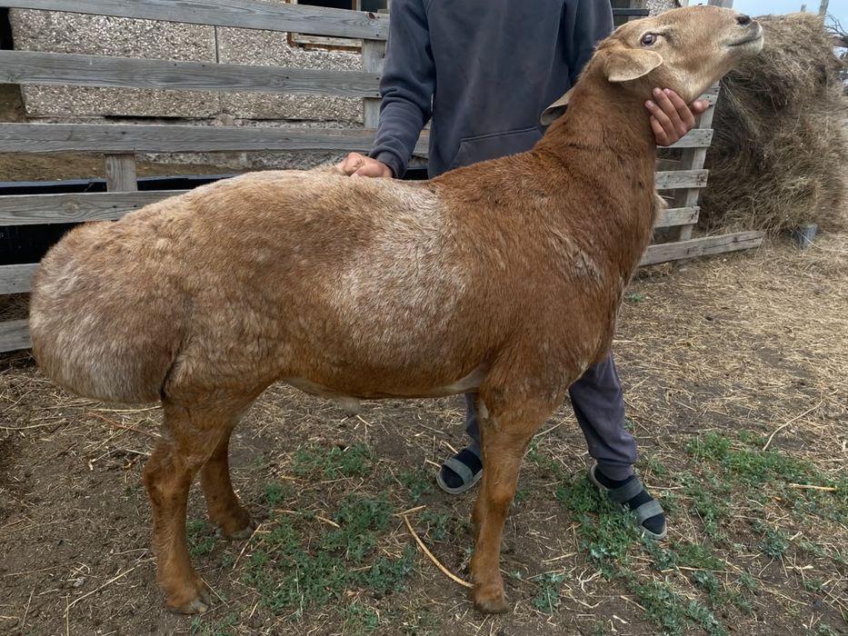 Продам кошкара эдильбай