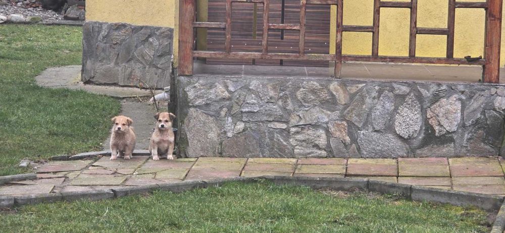 Cateluse spre adoptie