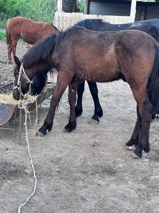 Жылкы сатылады  багасы 450000