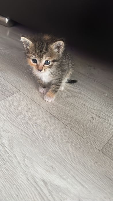 Отдам котенка девочку в хорошие руки