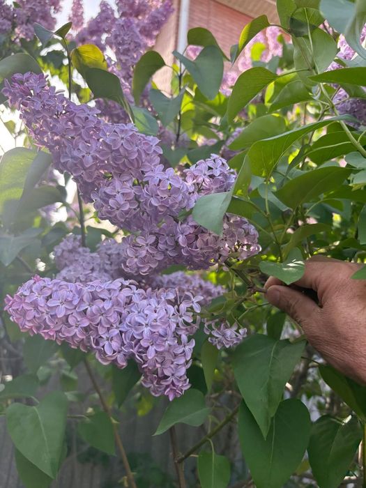 Сирень цветы, свежий