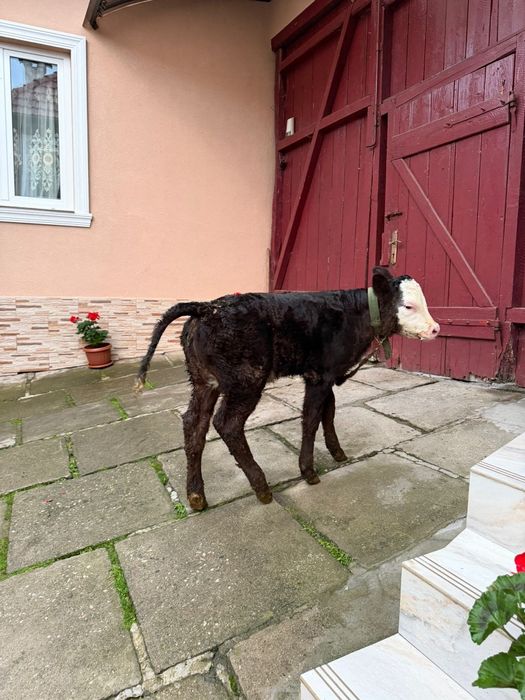 Vând ce se vede în poză