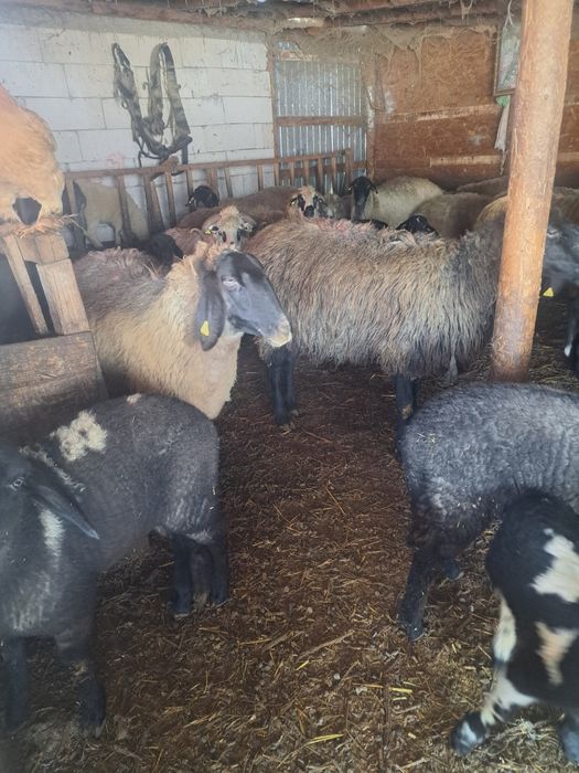 Vand 11 oi fatate toate cu miei la greutatea între 20 25 kg