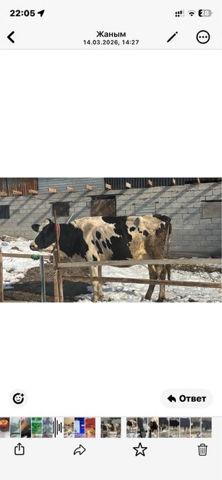 Продам коров породистые голштин.