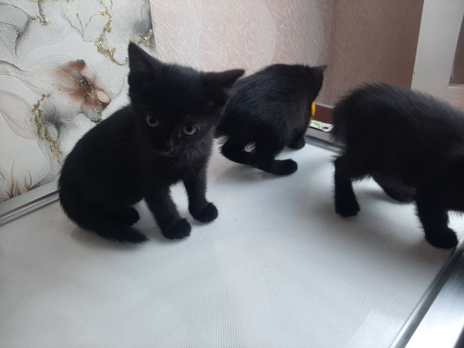 Отдам котят бесплатно