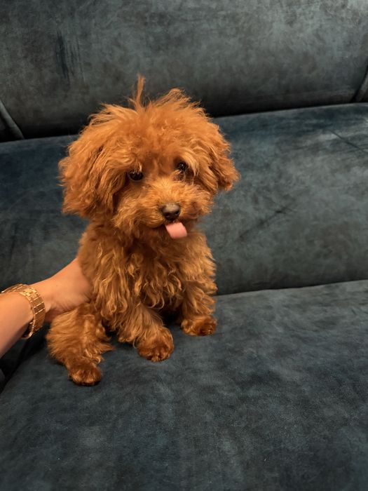 Teacup  Toy Poodle - той пудел тийкъп