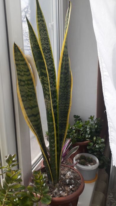 Домашние цветы Санцыверии и т/д.