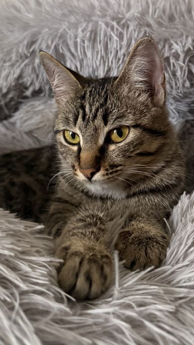 Девочка кошечка,4,5 мес Пришахтинск