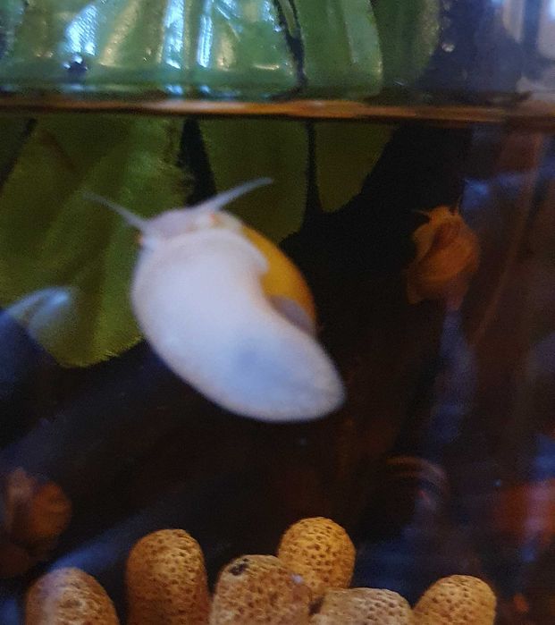 Улитки Ампулярии коричневые