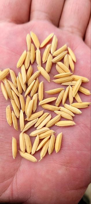 Lazer sholi urug'lik sotiladi